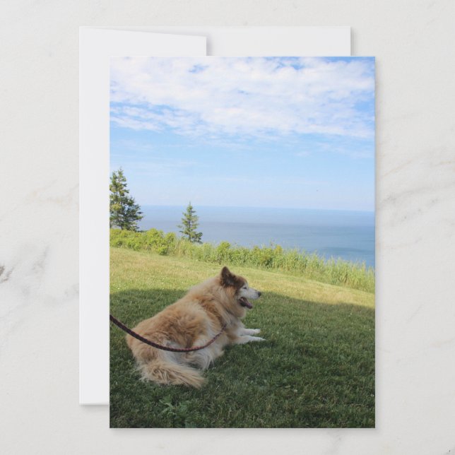 Suka Enjoying Cape George Invitations (Front)