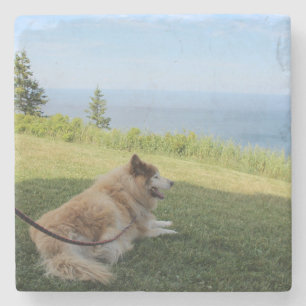 Suka Enjoying Cape George Stone Coaster