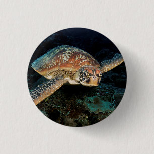 Sulawesi Green Sea Turtle 3 Cm Round Badge
