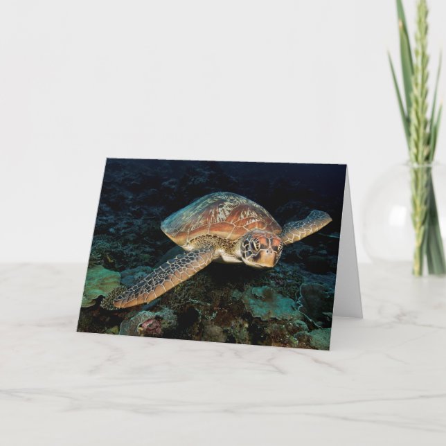 Sulawesi | Green Sea Turtle Card (Front)