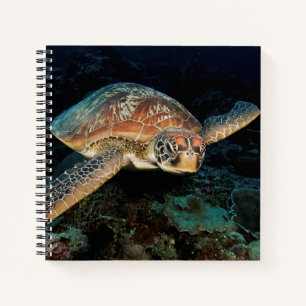 Sulawesi   Green Sea Turtle Notebook