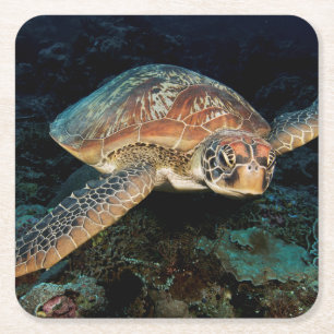 Sulawesi Green Sea Turtle Square Paper Coaster