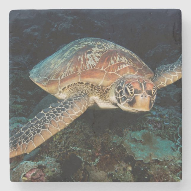 Sulawesi | Green Sea Turtle Stone Coaster (Front)