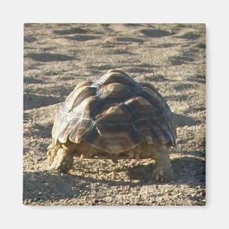 Sulcata, African Spurred Tortoise, Walking in Sand Magnet