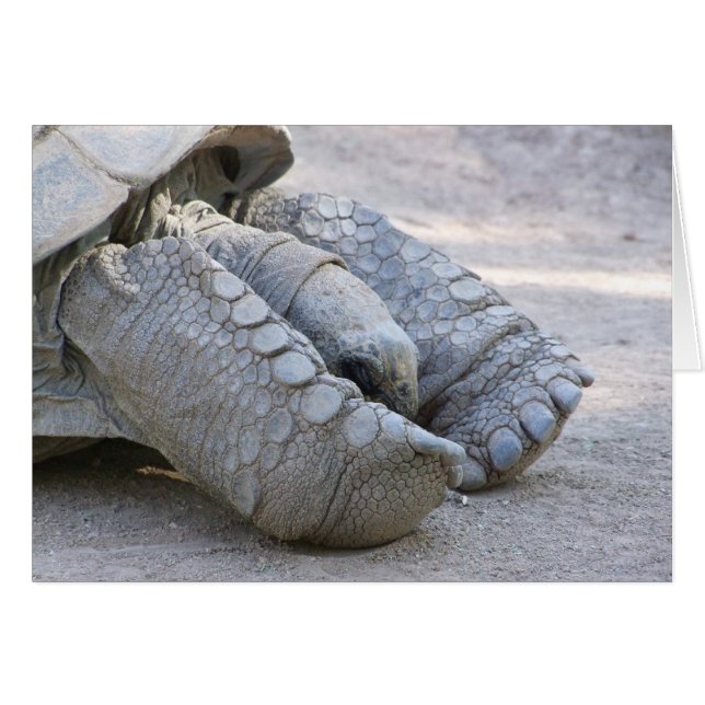 Sulcata Tortoise (Front Horizontal)