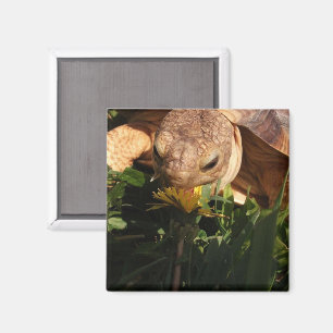 Sulcata Tortoise Bites Dandelion in Grass Magnet