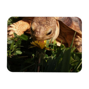 Sulcata Tortoise Bites Dandelion in Grass Magnet