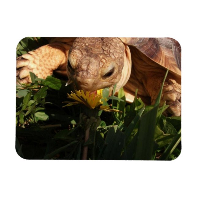 Sulcata Tortoise Bites Dandelion in Grass Magnet (Horizontal)