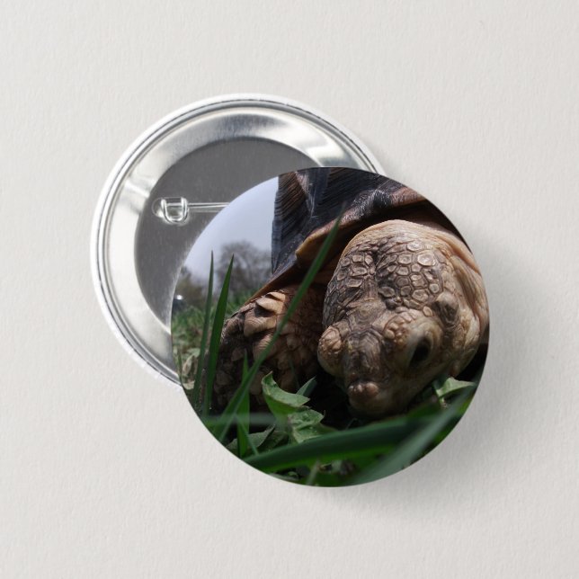Sulcata Tortoise Close-up Grazing in Grass 6 Cm Round Badge (Front & Back)