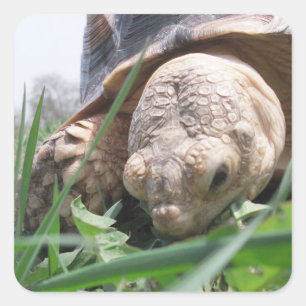 Sulcata Tortoise Close-up Grazing in Grass Square  Sticker
