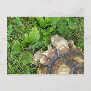 Sulcata Tortoise Eating Clover and Plantain Postcard