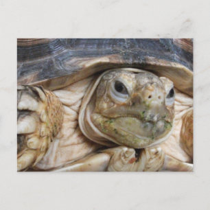 Sulcata Tortoise Face Close-up, "Ed Listens" Postcard