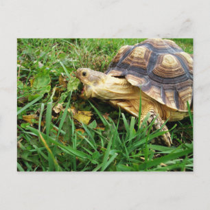 Sulcata Tortoise Grazing in Grass, Mouth Open Postcard