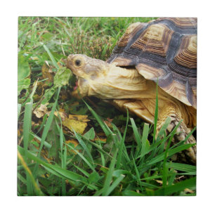 Sulcata Tortoise Grazing, Mouth Open, in Grass Ceramic Tile