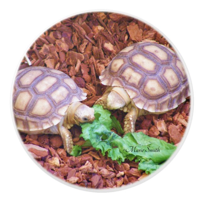 Sulcata Tortoise Hatchlings Ceramic Knob (Front)