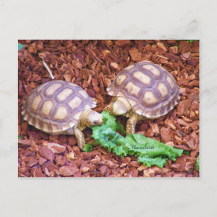Sulcata Tortoise Hatchlings Postcard