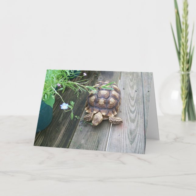 Sulcata Tortoise Lounging on Balcony Eating Flower Card (Front)