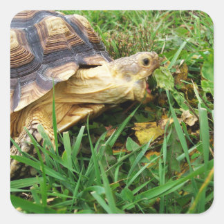 Sulcata Tortoise, Mouth Open Grazing in Grass Square Sticker