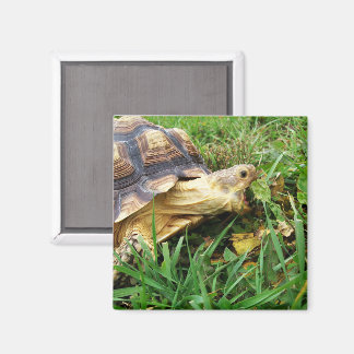 Sulcata Tortoise Mouth Open Taking Bite of Grass Magnet