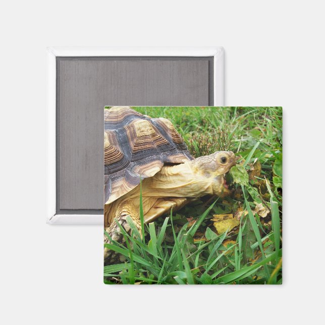 Sulcata Tortoise Mouth Open Taking Bite of Grass Magnet (Front/Back)