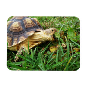 Sulcata Tortoise Mouth Open Taking Bite of Grass Magnet