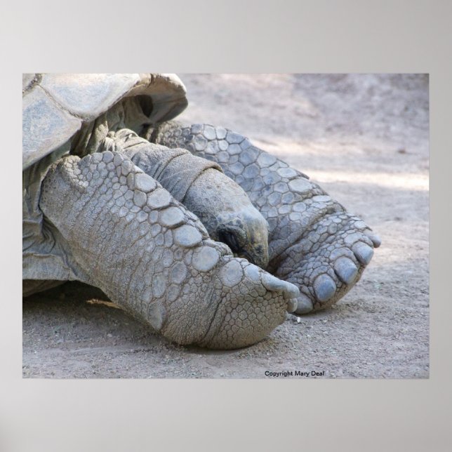 Sulcata Tortoise Poster (Front)