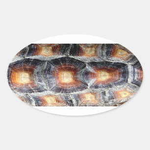 Sulcata Tortoise Shell Sticker