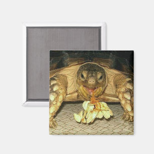 Sulcata Tortoise, Squash Seeds Hanging from Mouth Magnet