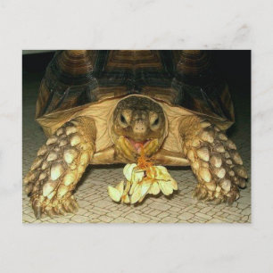 Sulcata Tortoise, Squash Seeds Hanging from Mouth Postcard