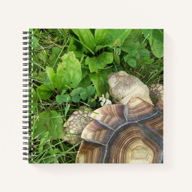 Sulcata Tortoise Viewed from Above on Green Lawn Notebook (Front)