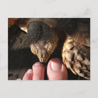 Sulcata Tortoise Watching People Toes Postcard