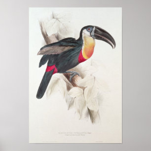 Sulfur and white breasted Toucan, 19th century Poster