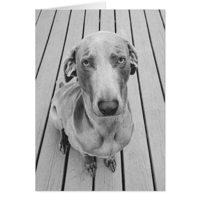 Sullen Weimaraner  B&W (Front)