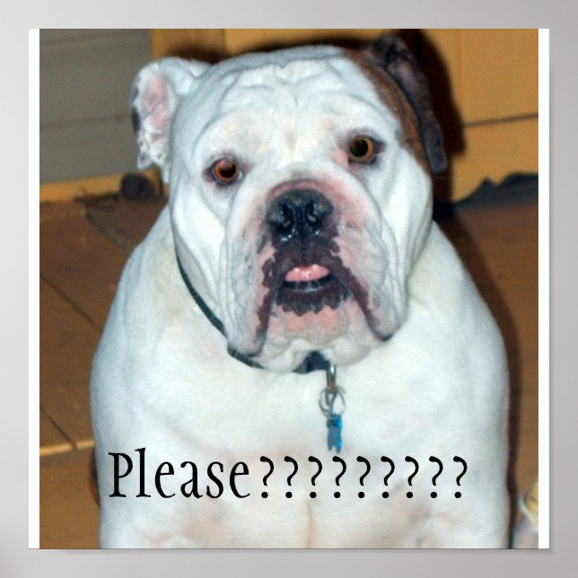 "Sullivan", the English Bulldog/Poster Poster (Front)