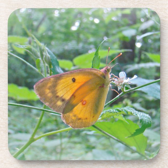 Sulpher Butterfly Coaster (Front)