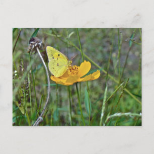 Sulphur Butterfly Postcard