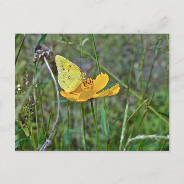 Sulphur Butterfly Postcard (Front)