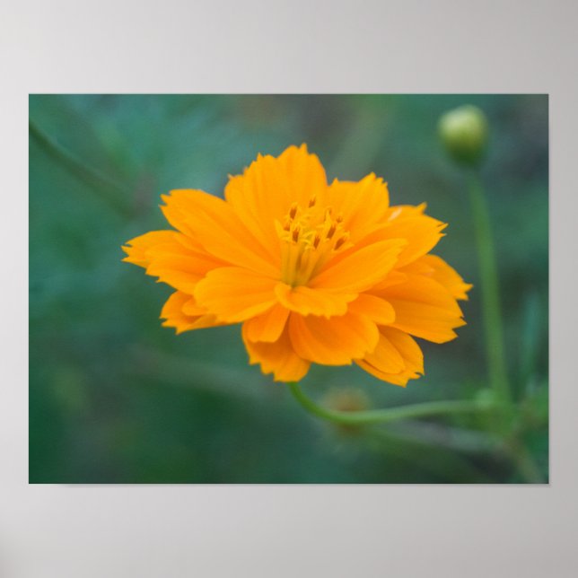 Sulphur Cosmos 01 Poster (Front)