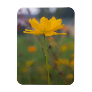 Sulphur Cosmos 02 Magnet