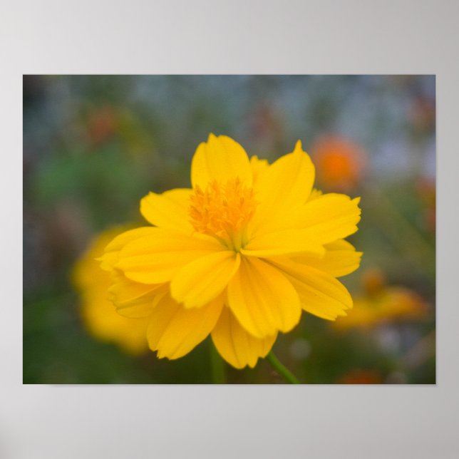 Sulphur Cosmos 02 Poster (Front)