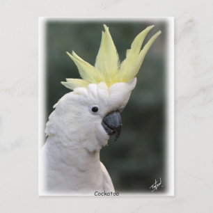 Sulphur Crested Cockatoo 9Y331D-005 Postcard