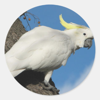 Sulphur crested cockatoo classic round sticker
