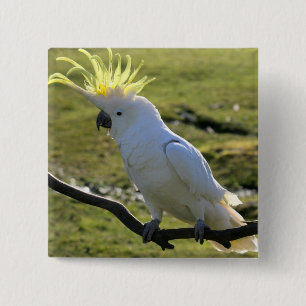 Sulphur-Crested Cockatoo in Australia 15 Cm Square Badge