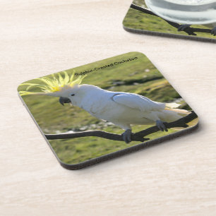 Sulphur-Crested Cockatoo in Australia Coaster