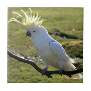 Sulphur-Crested Cockatoo in Australia Tile