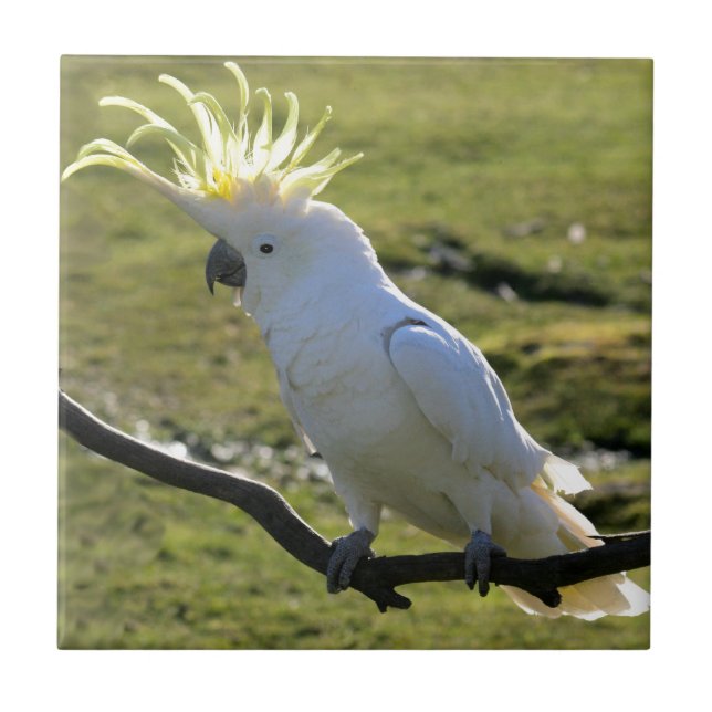 Sulphur-Crested Cockatoo in Australia Tile (Front)