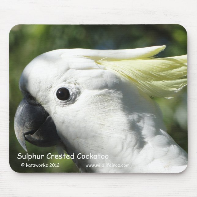 Sulphur Crested Cockatoo Mouse Pad (Front)