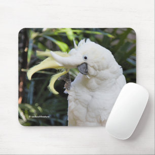 Sulphur-Crested Cockatoo Parrot Bird Waves Mouse Pad