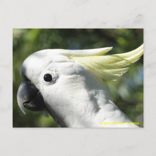 Sulphur Crested Cockatoo Postcard