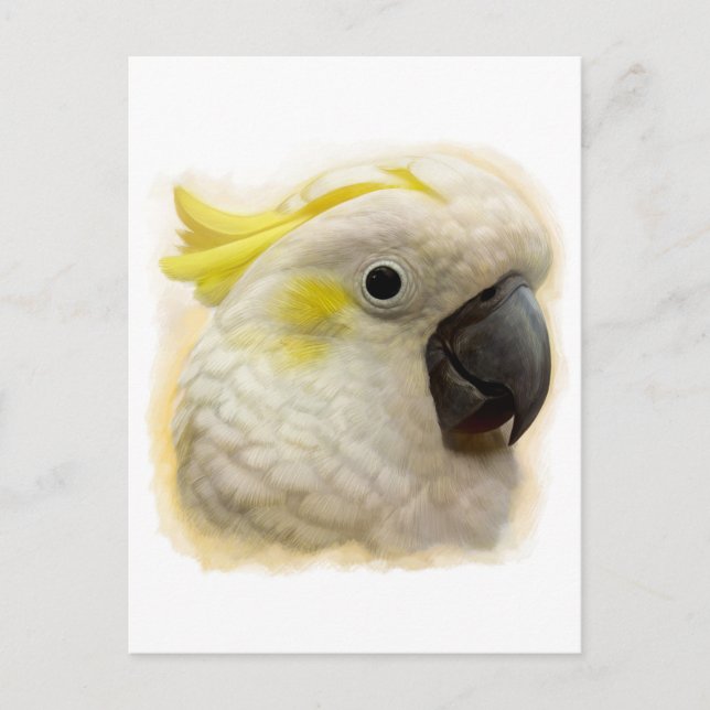 Sulphur Crested Cockatoo realistic painting Postcard (Front)